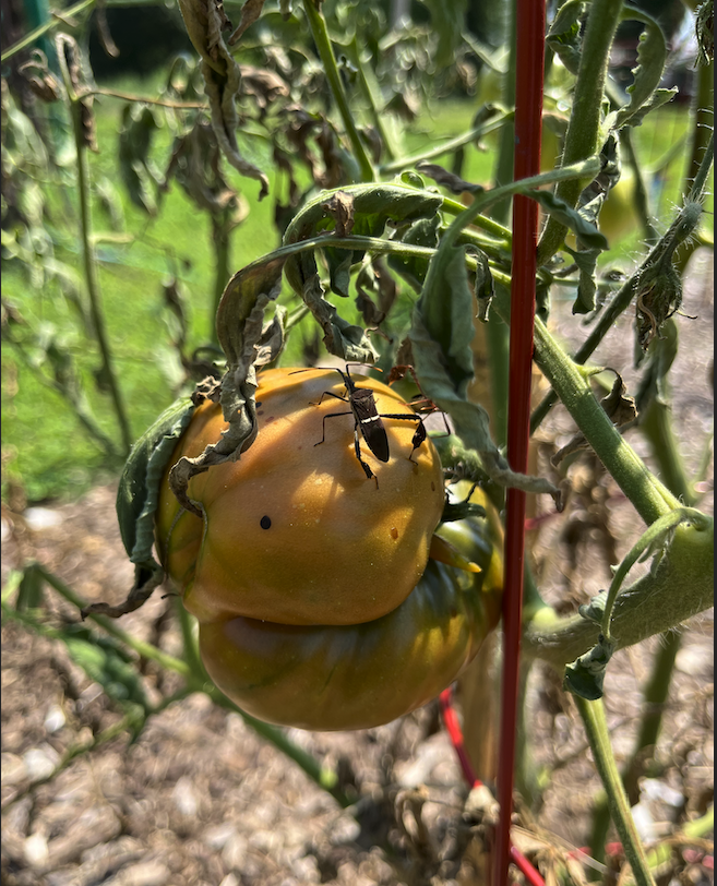 Pest on a ripening tomato.